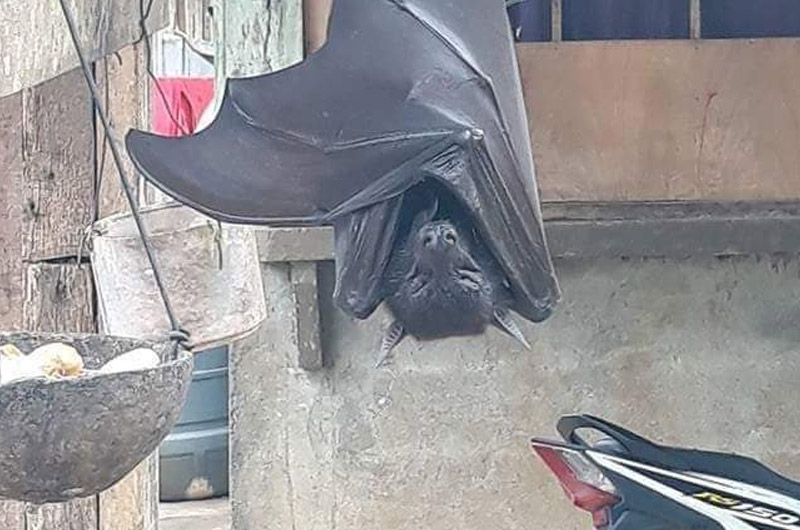 Impactantes fotos de murciélago de “tamaño humano” se viralizan en redes sociales