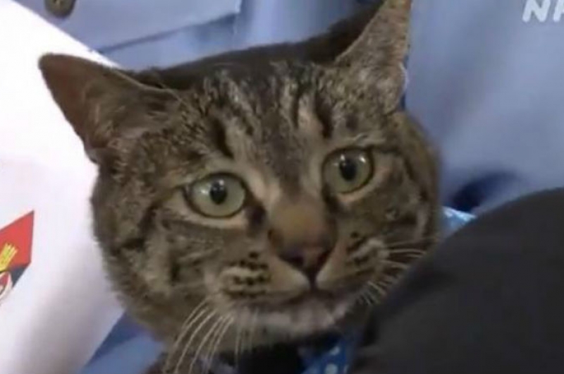 Policía japonesa rinde honores a un gato que salvó la vida de un anciano