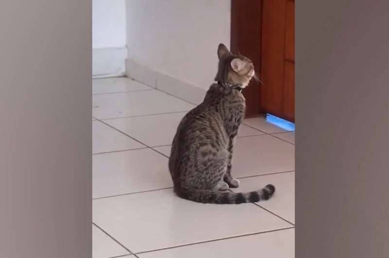 VIRAL: Gatito espera sentado a su dueño aislado por síntomas de COVID-19