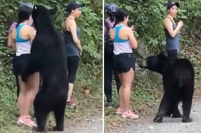Jóvenes se vuelven virales por la forma en cómo evitaron ser devoradas por oso salvaje