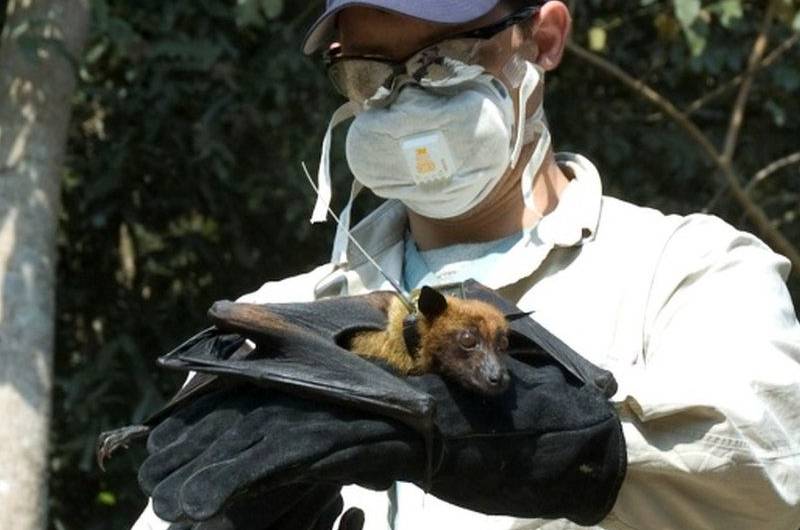 Coronavirus: Científicos apuntan a inmunidad de los murciélagos para encontrar cura