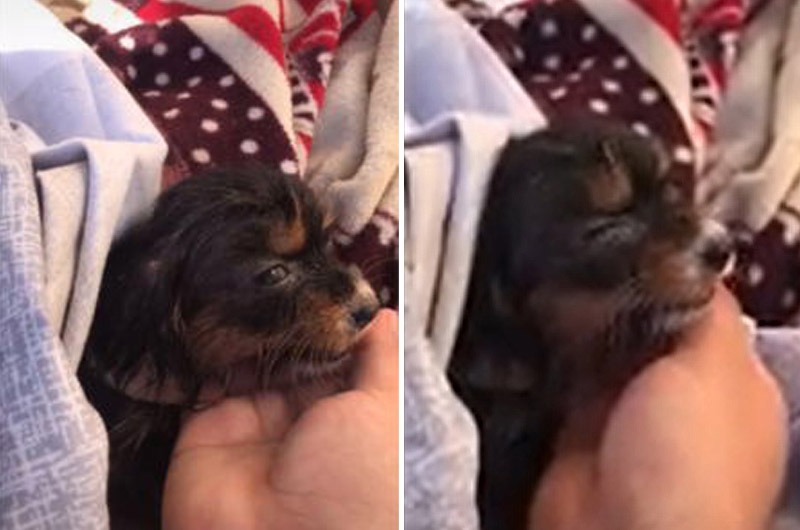 TikTok: Joven llora desconsoladamente tras encontrar agonizando a sus perritos recién nacidos