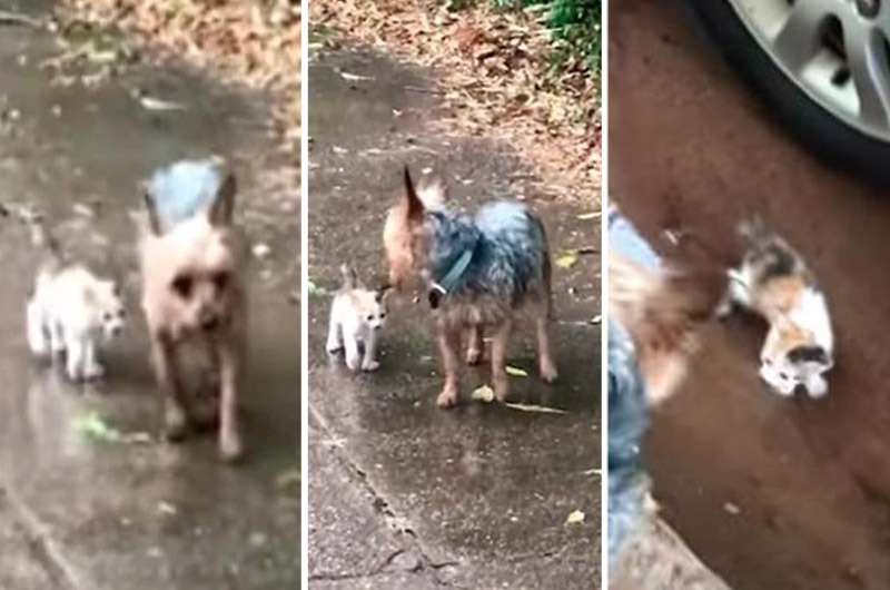 VIRAL: Perro rescata a gatito abandonado en medio de la lluvia ¡Y lo lleva a su casa!