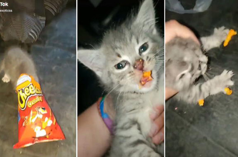 Gatito es ‘ampayado’ comiendo el Cheetos de su dueña ¡Y se vuelve viral al luchar por él!