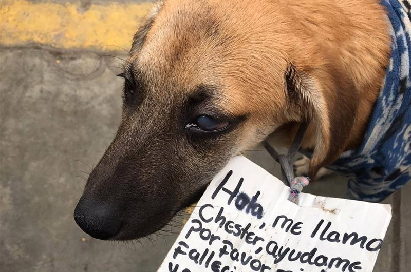 “Mi dueña falleció de COVID-19”: Perrito llevaba triste cartel en el cuello en Santa Anita