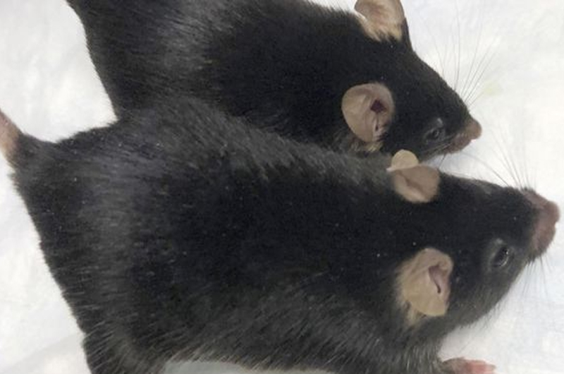 Ratones enviados al espacio regresan a la tierra como “super ratones”