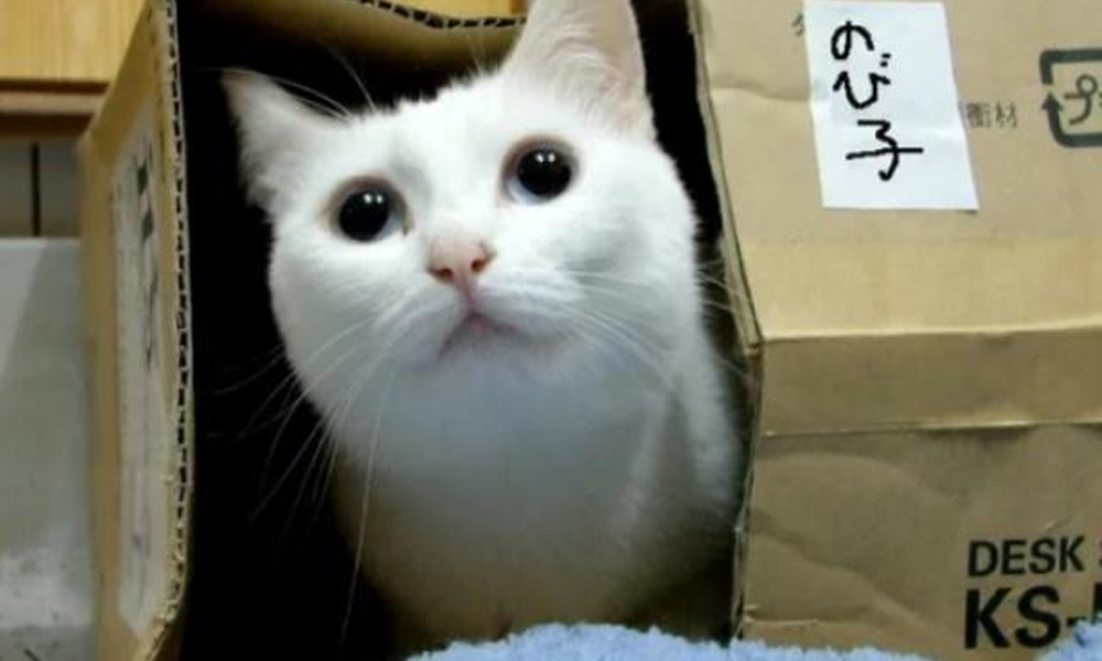 1 this is a cat. Знаменитый белый кот Мем. El gato Мем с котом. Длинный белый кот. Мемы с котиками белыми популярные.