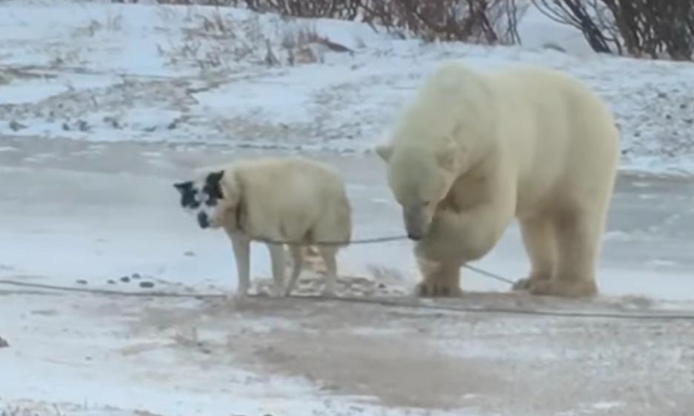 Oso polar y perrito