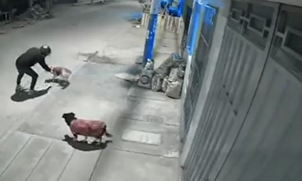 Delincuentes torturan a perros de la calle con desarmador